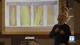 Mais, Confagricoltura Belluno incentiva il recupero e la valorizzazione delle varietà antiche