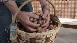Il Consorzio di Tutela della Noce Feltrina riparte con un’iniziativa sulla biodiversità