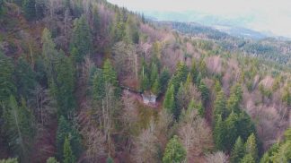 Nuove risorse regionali per il contenimento del bostrico: a disposizione 5,5 milioni