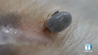 Nel Bellunese, una ricerca sul rischio professionale da malattie trasmesse dalle zecche