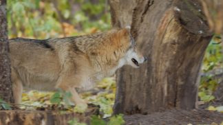 Lupi a Seren del Grappa, il sindaco scrive al Prefetto: “Ragioniamo su più livelli”