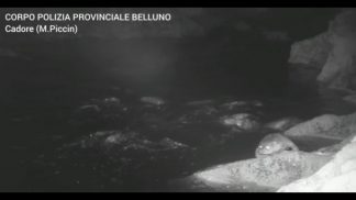 Il ritorno della lontra in provincia di Belluno