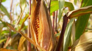 Siccità: coltivazioni di granoturco in calo