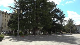 L’ordinanza del Comune di Belluno sull’abbattimento di esemplari arborei in Piazza dei Martiri