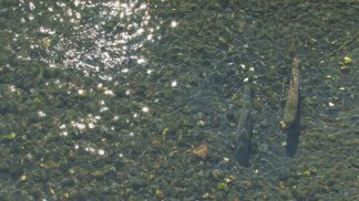 Ripopolamento ittico, convenzione Provinci-Enel da 60mila euro l’anno