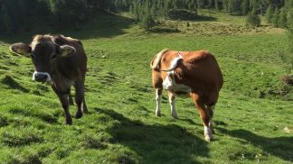 Rimappati i pascoli montani: contributi anche per chi porta gli animali in aree alberate