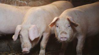 Veneto in preallerta per la peste suina africana: il bellunese tra le aree maggiormente a rischio