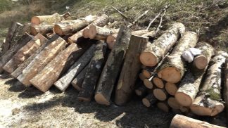 Limana, aperto il bando per la concessione di legname