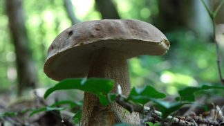 Funghi, riapre lo sportello Ulss