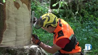 Nevegal, Belluno alpina rilancia il consorzio forestale