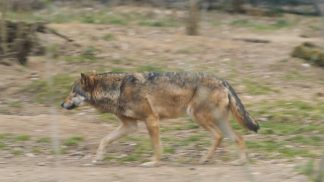 Lupo, diminuisce il grado di protezione