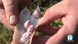 La provincia di Belluno perde imprese agricole professionali