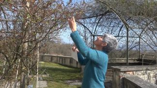 Il Giardino delle rose del Museo Etnografico delle Dolomiti si prepara in vista della fioritura