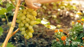 Confagricoltura Belluno: in un documento al Prefetto le istanze del comparto