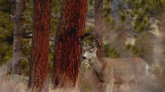 Fauna selvatica, oltre 33mila gli ungulati in provincia