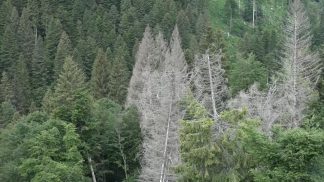 Seren del Grappa, nuove risorse dal ministero dell’Ambiente per rafforzare la lotta al bostrico