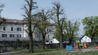 A Belluno le potature degli alberi finiscono in procura