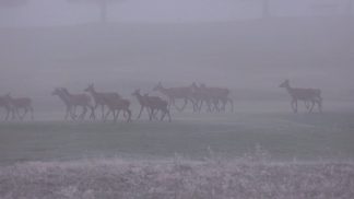 Ungulati, il numero resta stabile