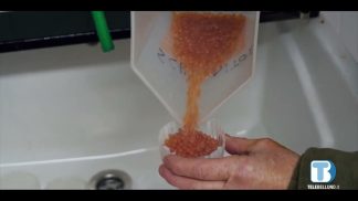 Ripopolamento dei fiumi bellunesi, Provincia al lavoro