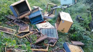 Terza incursione dell’orso a caccia di miele: il grande mammifero ha banchettato a Longarone