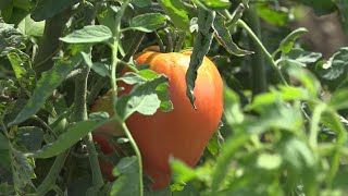 In Provincia nasce il Tavolo Agricoltura