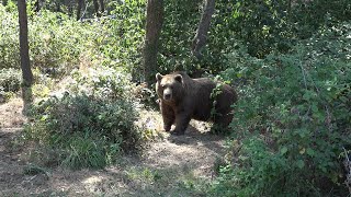 Orso avvistato fra i boschi del feltrino