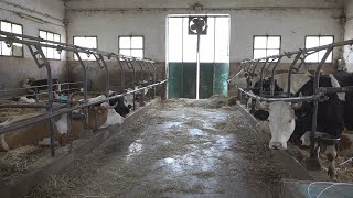 Un’estate troppo calda: cala la produzione di latte