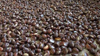 A Pedavena ottobre è il mese della castagna