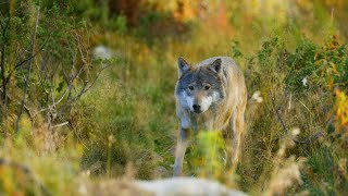 Decreto per abbattere i lupi in eccesso, la soddisfazione del territorio