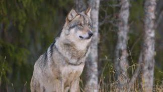 Gestione del lupo, sì dall’Europa alla riduzione del grado di protezione