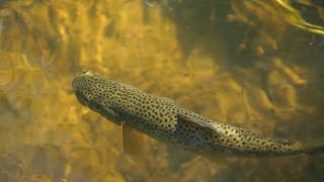 Centri ittiogenici, al via i lavori di ammodernamento