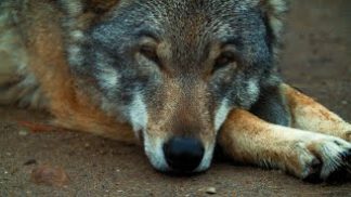 Dalla Regione Veneto una brochure con consigli sulla gestione del lupo